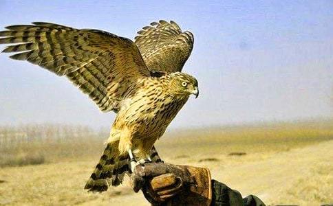 蒼鷹650字-狀物作文