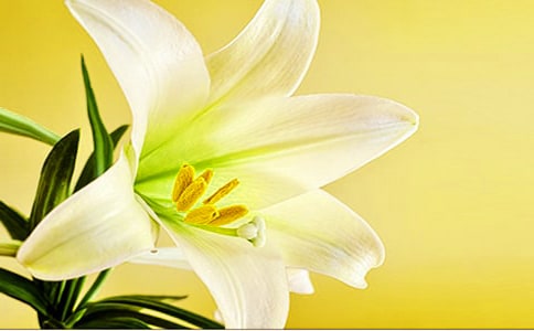 百合花作文500字