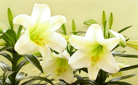 百合花說(shuō)明文