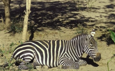 【精選】文明禮讓斑馬線倡議書4篇