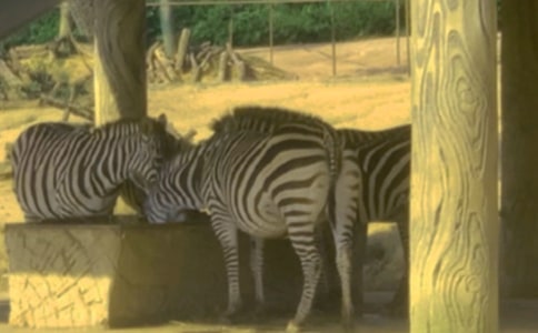 禮讓斑馬線倡議書五篇