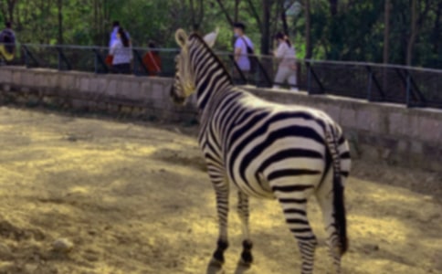 2017禮讓斑馬線倡議書 禮讓斑馬線倡議書「10篇」