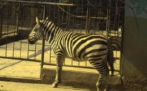 【精品】文明禮讓斑馬線倡議書三篇