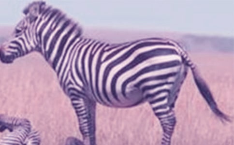 ���P(gu��n)�����Y׌���R�����h����ƪ