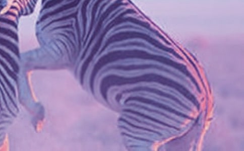 文明禮讓斑馬線倡議書(shū)范文