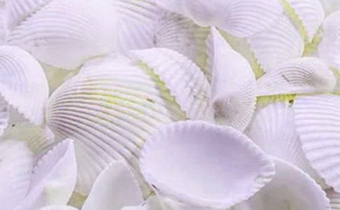 美麗的貝殼作文(13篇)