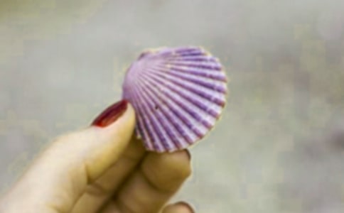 沙灘上的貝殼小學(xué)作文