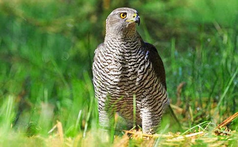 蒼鷹作文400字5篇