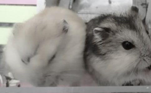 �����x���}�������500��4ƪ