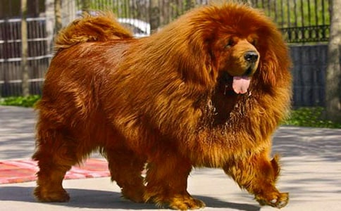 ���P��������300����ƪ