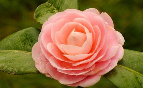 描寫茶花的作文400字