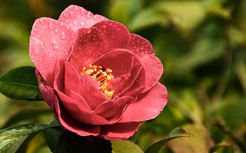 2017�P(gu��n)��ɽ�軨������	