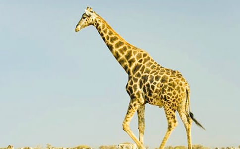 �L(zh��ng)�i¹Ո(q��ng)��ͯԒ����