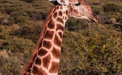 長頸鹿外貌作文