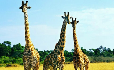 �L�i¹����������