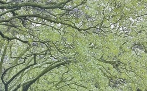 �茑���L(f��ng)�����꼉���ģ�ͨ��20ƪ��