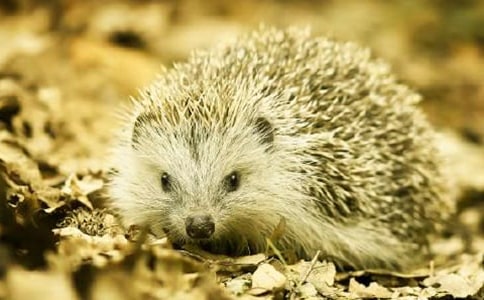 小刺猬找朋友作文6篇