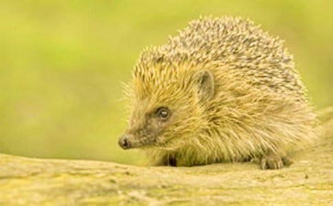 小刺猬找朋友-作文