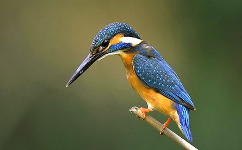 �����B(ni��o)���̌W(xu��)�O(sh��)Ӌ(j��)