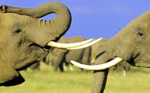 大象童話作文400字七篇