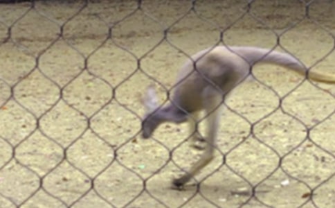 ���[�Ĵ�������ِ���꼉����300��