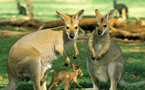 С�����͵�ӛ�Ľ�(j��ng)��ͯԒ���£����x11ƪ��