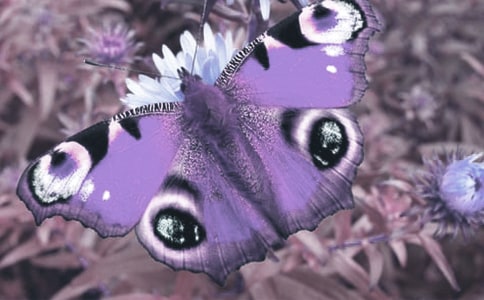 �^���(d��ng)ֲ����ӛ���ąR��9ƪ