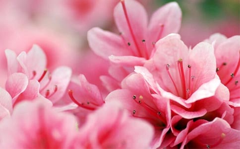 實(shí)用的杜鵑花的作文四篇