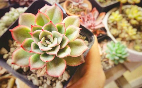 �����^����ӛ(15ƪ)