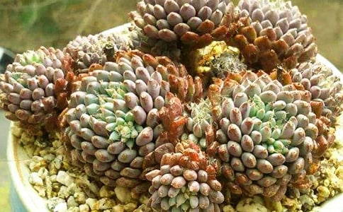 ��������200�֣�ͨ��52ƪ��