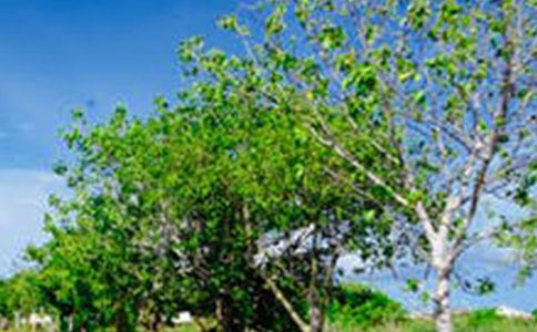 介紹西湖風(fēng)景的導(dǎo)游詞范文(通用11篇)