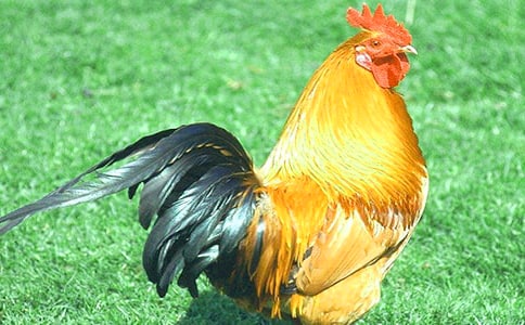 С���u��С���ӽ̌W��˼