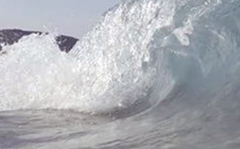 在大海嘯中活下來的狗美文摘抄