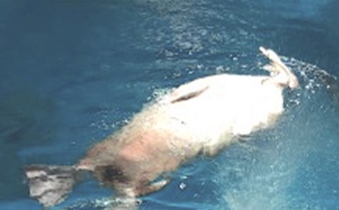 �κ��󹫈@���ģ�ͨ��27ƪ��