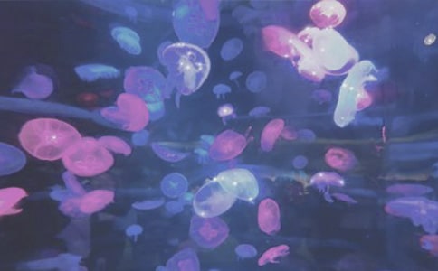 海洋公園游記優(yōu)秀作文