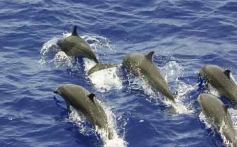 �{ɫ�ĺ����u300���x���12ƪ