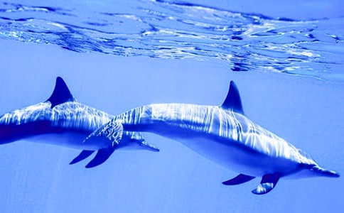 海豚與天使之戀初二作文