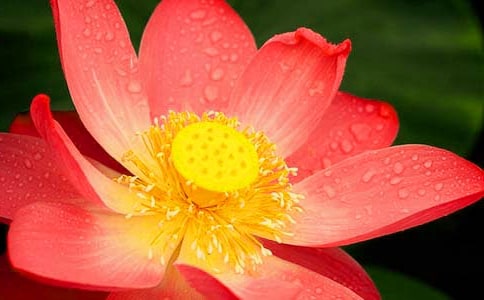 ���ɻ������̰����ģ�ͨ��5ƪ��