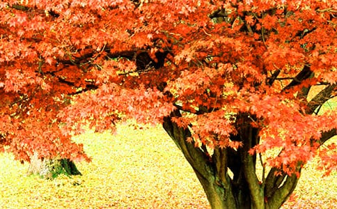 ��ɽ�t�~����(�R��7ƪ)