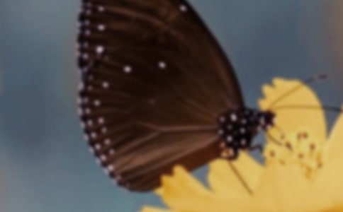 蝴蝶谷作文(精選34篇)