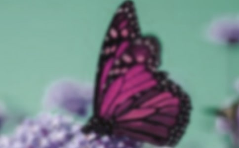 有關(guān)蝴蝶作文錦集六篇