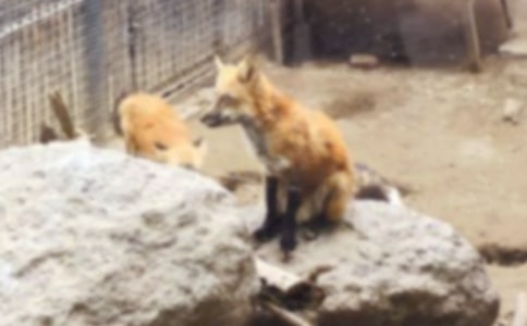 《了不起的狐貍爸爸》讀后感800字