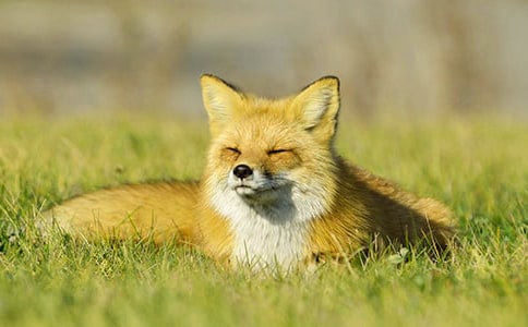 烏鴉和狐貍作文300字5篇(優(yōu)秀)