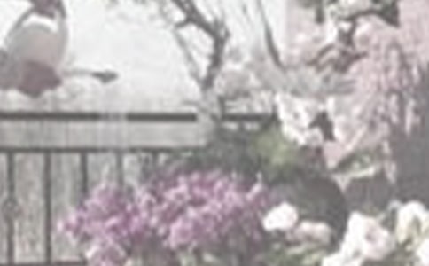 西師版《達(dá)爾文澆花》的教案