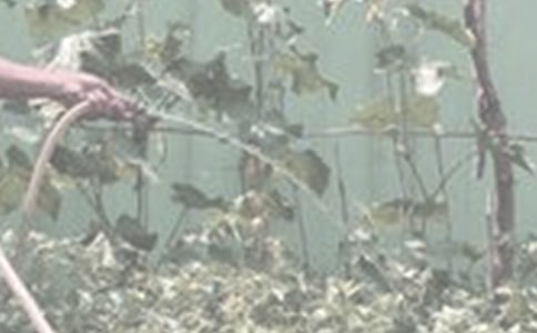 ���꼉�������ĺϼ�9ƪ