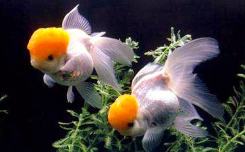 精選四年級金魚作文集合五篇