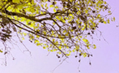 這里景色美作文7篇