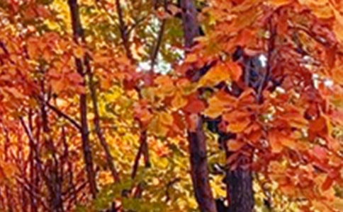 【推薦】鄉(xiāng)村景色作文四篇