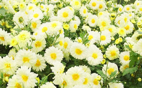 ���ƌW�̰�����ľջ���ͨ��10ƪ��