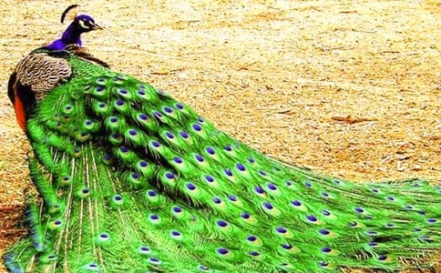 孔雀開屏小學(xué)作文